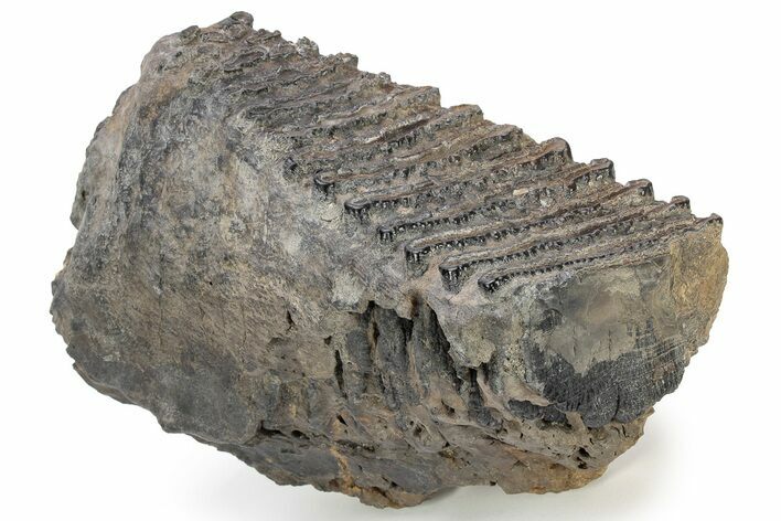 Fossil Mammoth Molar - South Carolina #226639